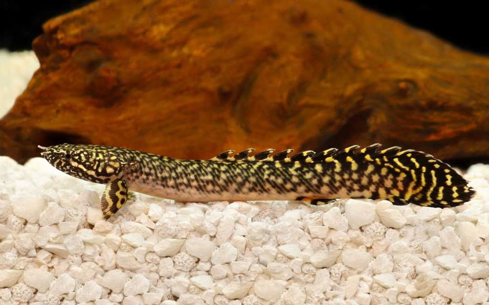 Wielopłetwiec ozdobny - Polypterus ornatipinnis