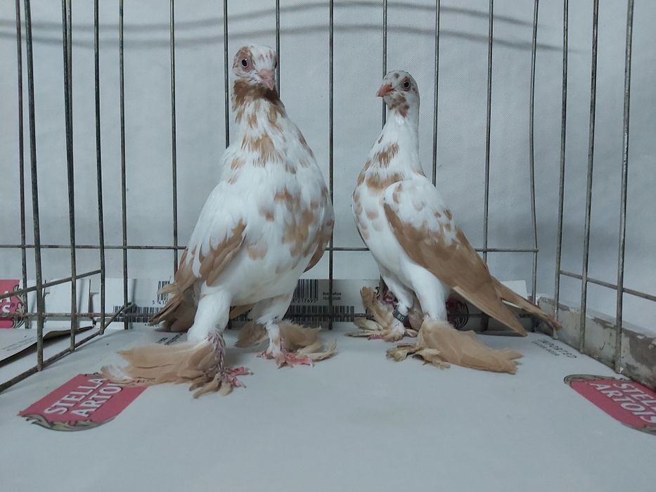 Gołębie Widyny Żółte