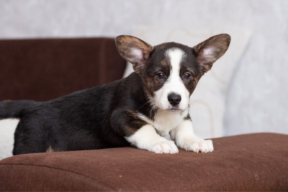 Прекрасні цуценята породи вельш коргі кардиган