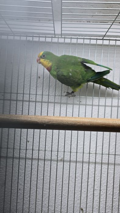 Barraband aves novas
