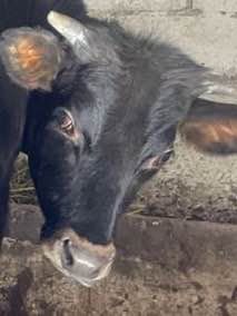 Тільну теличку Джерсейку на утримання