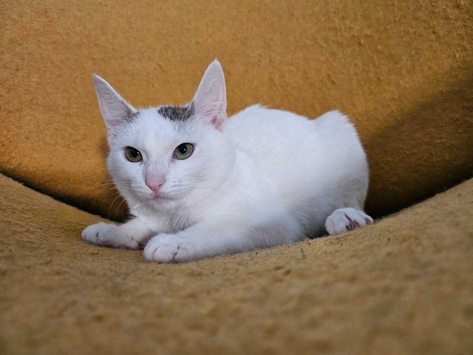 Kotek do adopcji
