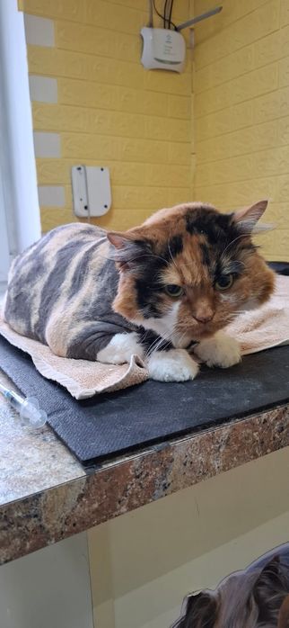 Грумінг для вашого улюбленця