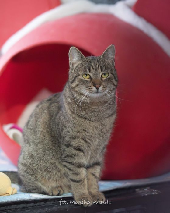 ISKRA- piękna młoda kotka szuka kochającego domu