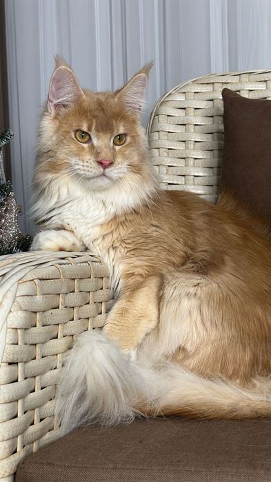 Harvey- Kocurek Maine Coon