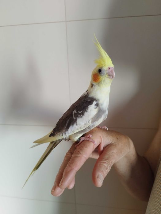 Caturra domesticada