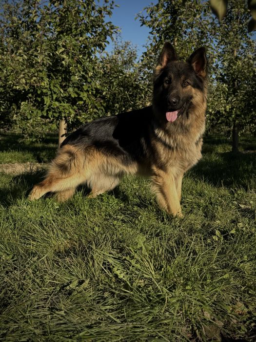 Бронювання цуценят німецької вівчарки.