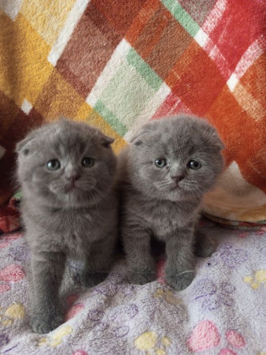 Шотландские котята