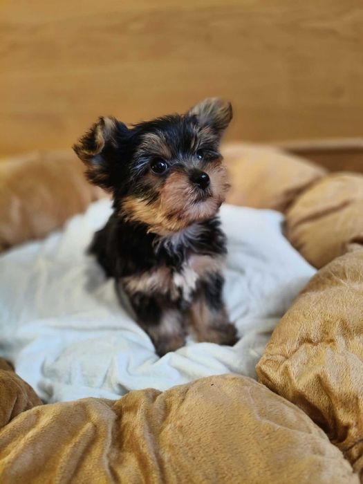 Śliczna sunia Yorkshire terrier