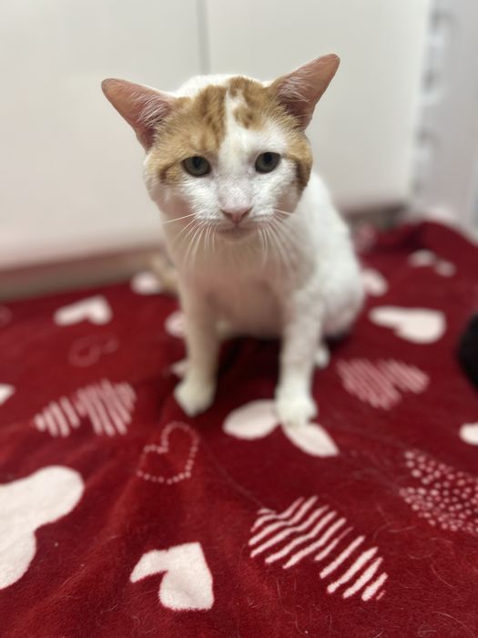 60 kotów szuka domków