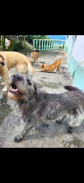 Cadela para Adoção