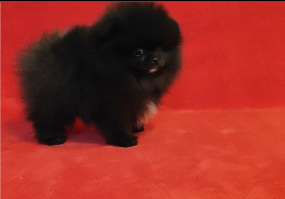 Чорна перлинка,  КСУ