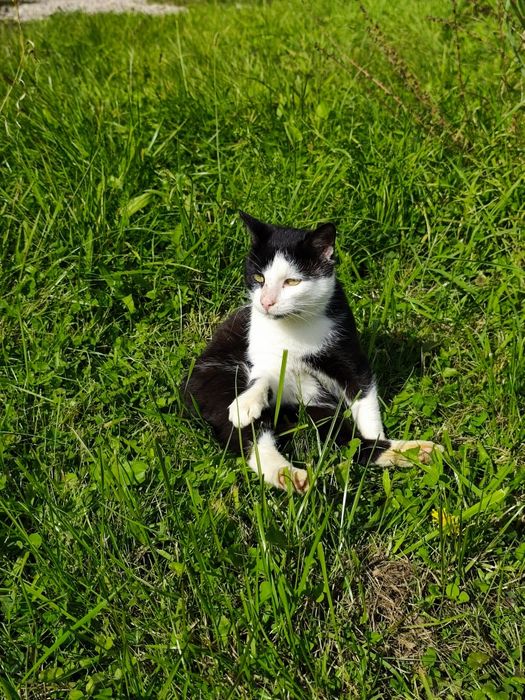 Kot szuka DOMU, Edzio kot w potrzebie szuka domu