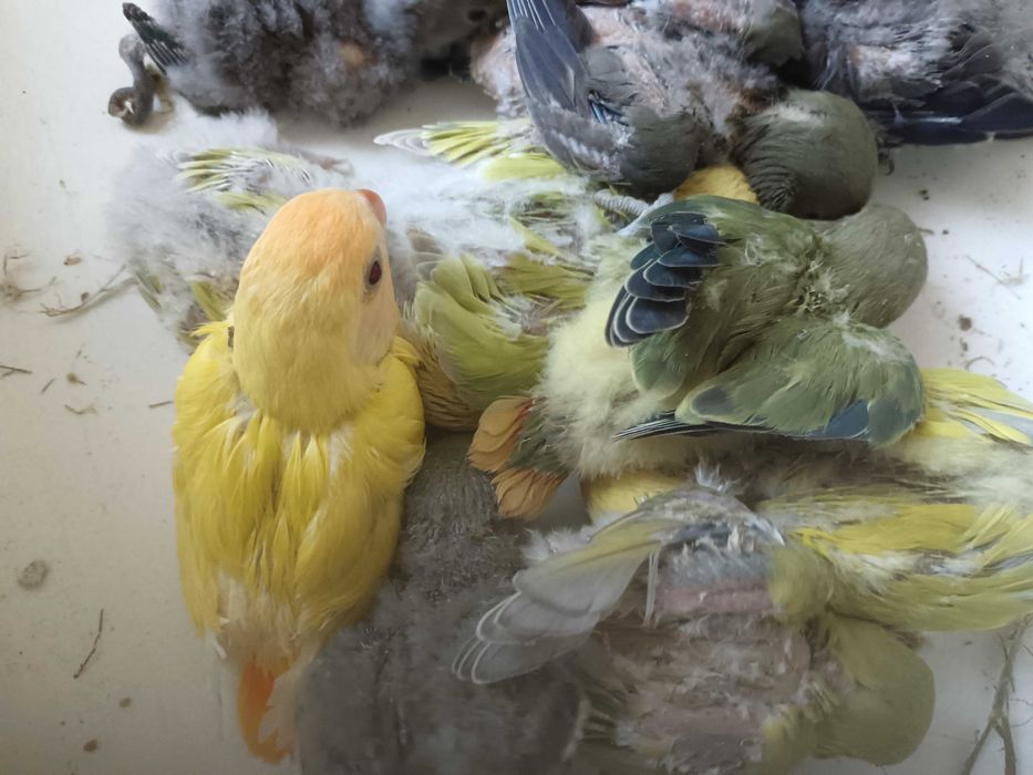 Vendo agapórnis bebes