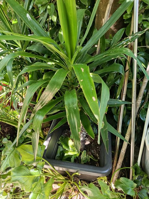 Planta yuca 150cm