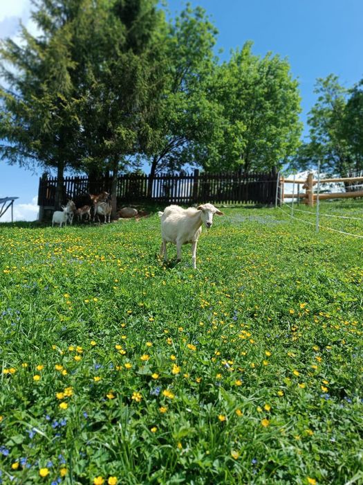 Mleko kozie sprzedam