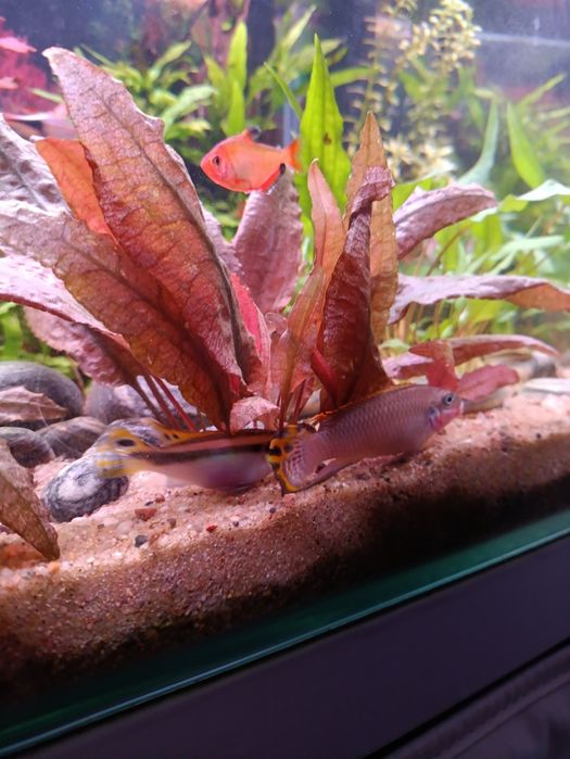 Parka barwniak szmaragdowy Nigeria red  zamiana za krewetki