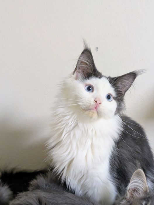 Ciri kotka Maine Coon. Opcja hodowlana. Zapraszamy