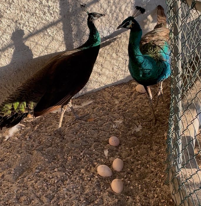 Casal - Pavões spalding (Pavo cristatus X Pavo muticus)