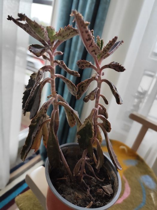 Каланхоє  лікувальне продається