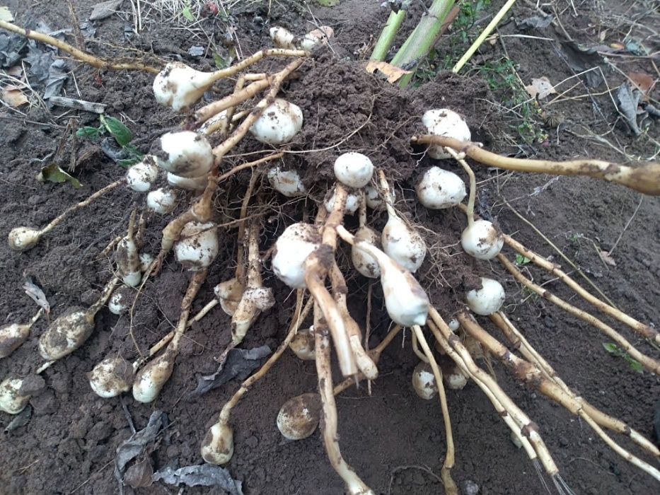 Topinambur do konsumpcji