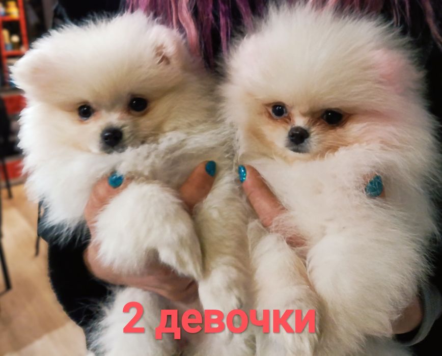 Продам щенков  Померанского шпица