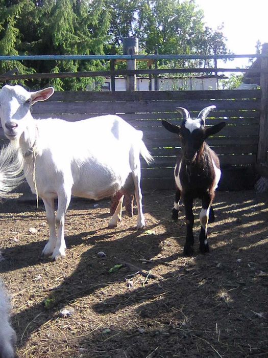 Продам породистых козликов!