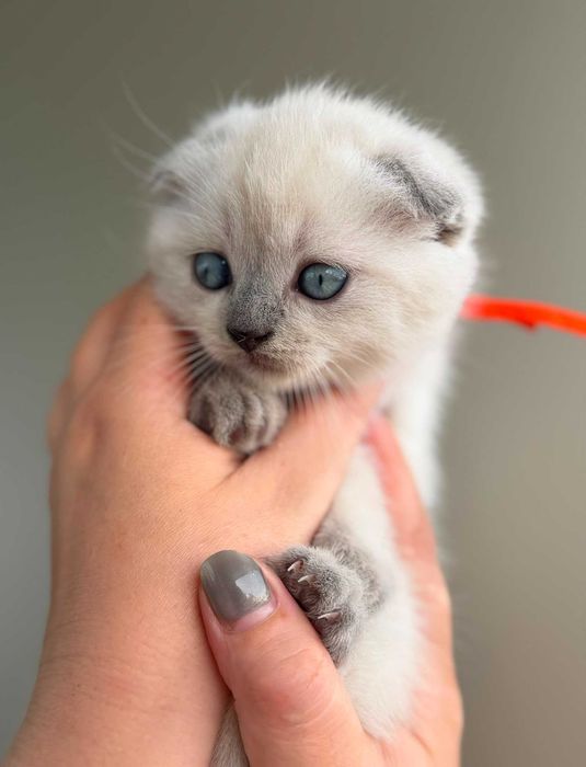 Gatinha Scottish Fold de cor Seal-Point