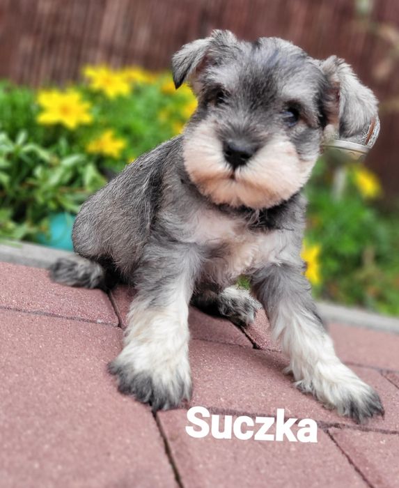Sznaucer Miniaturowy Pieprz I Sól
