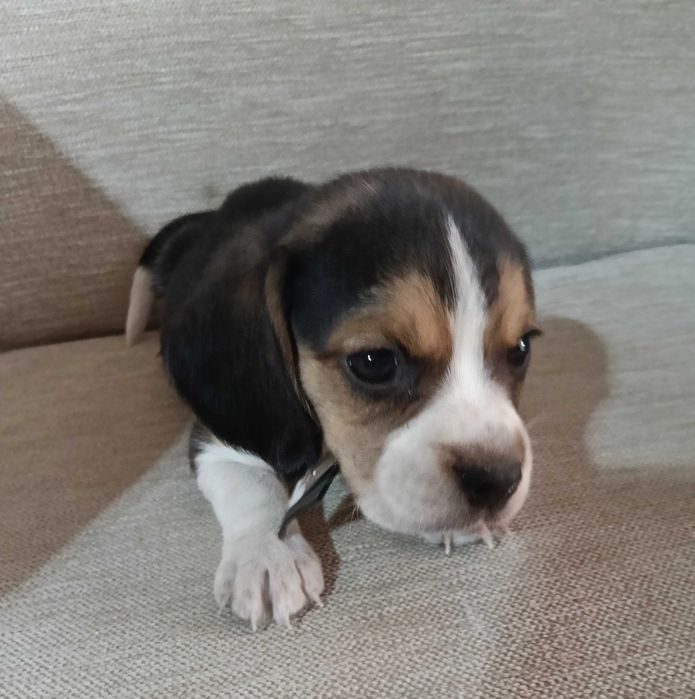 Beagle macho maravilhoso