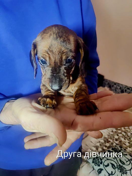 Грайливі тигрові цуценята такси