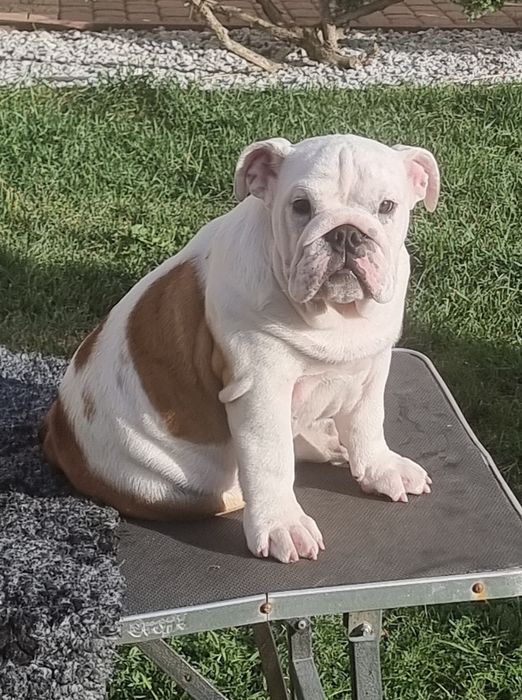 Buldog angielski  pies ZKwP  FCI