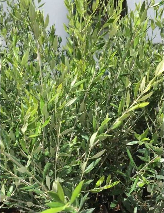 Oliveiras - Diversas