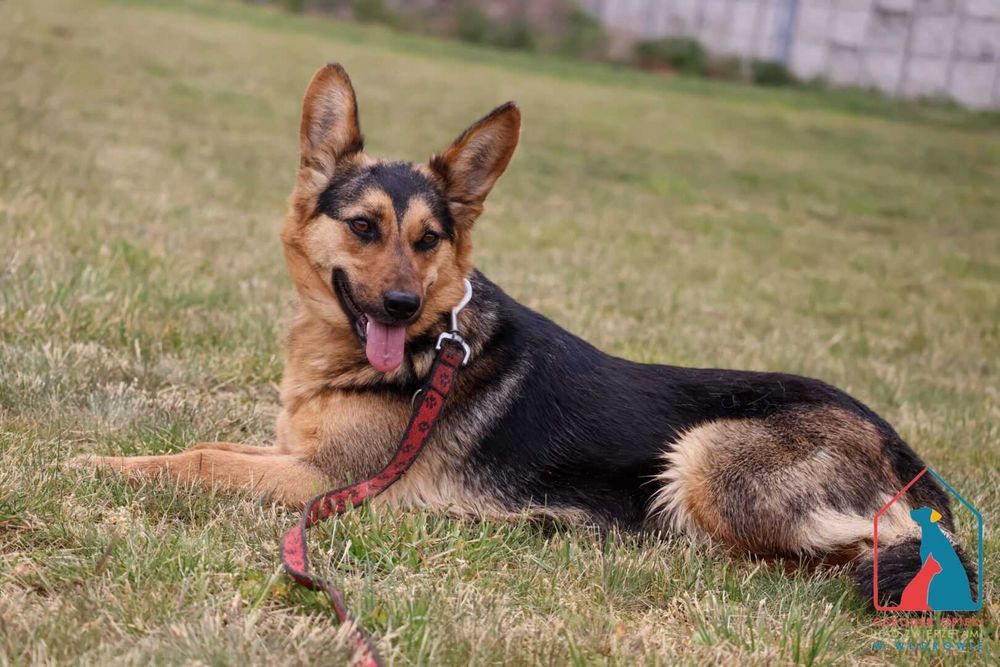 Młoda, urocza, delikatna, ma w serduszku dużo miłości - pokochaj