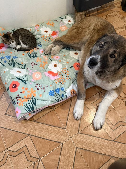 Bobo samiczka szuka swojego człowieka