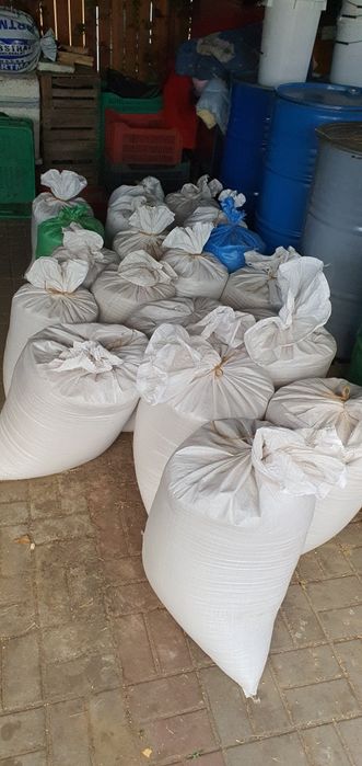 Pszenica 2023 / 2024