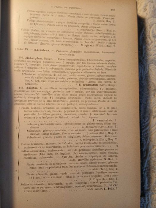António Xavier Pereira Coutinho, Flora de Portugal (1ª Edição 1913)