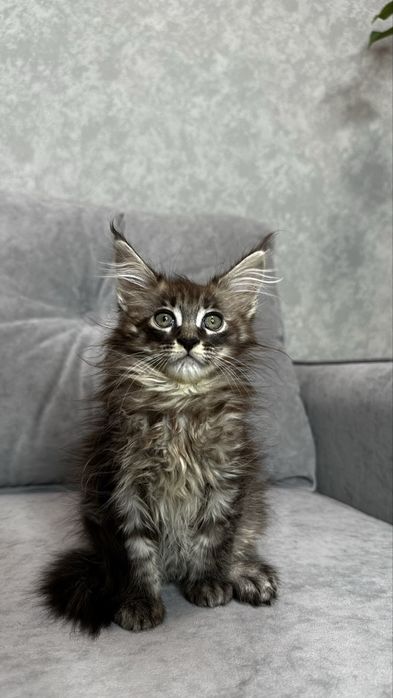 Дівчинка мейнкун чорний мармур на сріблі