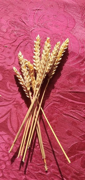 Lideranças Partilhadas-Murias/Koning-1e-Livpsic10E-P.Agricola3EDesde3E