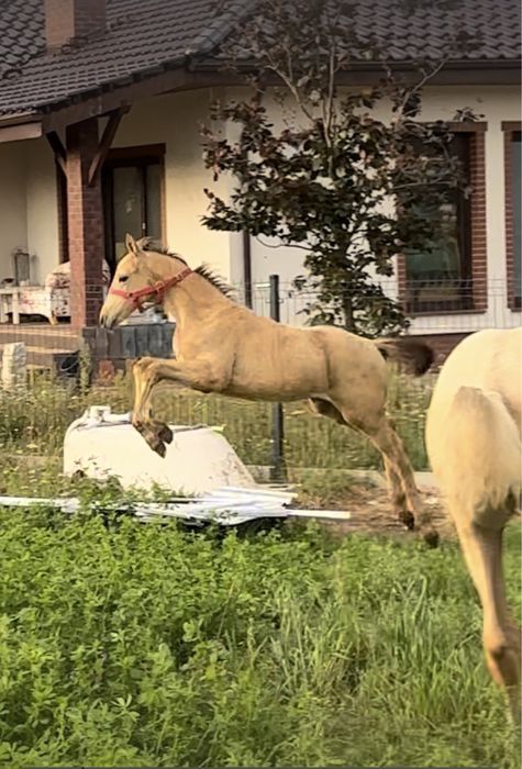 Sprzedam ogierka jeleniego Bandos x Bolshoi