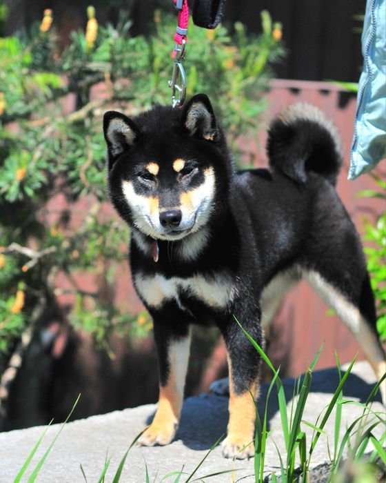 Шиба-іну, Сіба-іну, shiba,Шиба, shibainu, Cиба