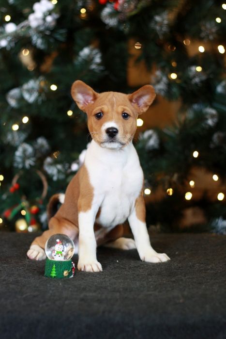 Басенджи на ім'я Genesis! Перспективний хлопчик КСУ FCI реєстрації