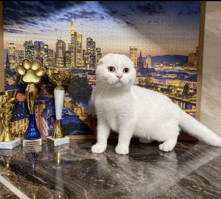 Шотландські котики з документами