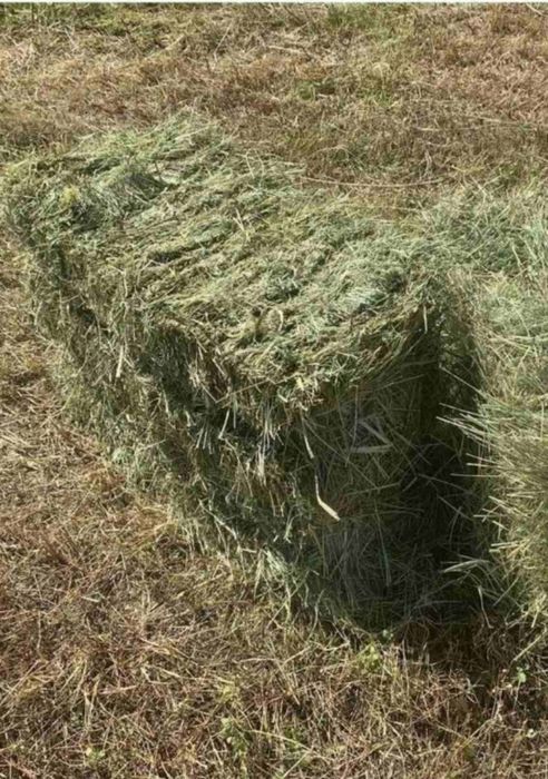 Продам сіно 2026р.