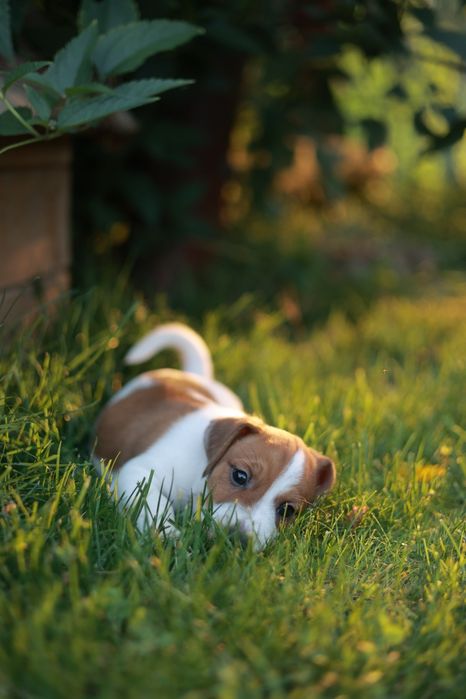Cappuccino z charakterem – wyjątkowy Jack Russell Terrier chłopiec