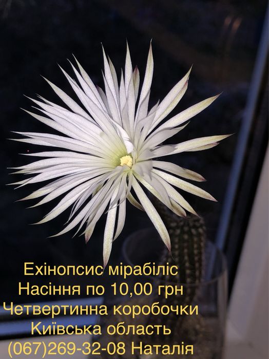 Кактус. Кактуси. Насіння кактусів.