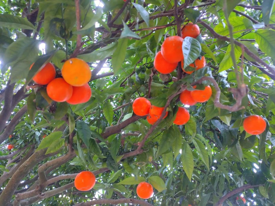 Tangerinas Ecológicas