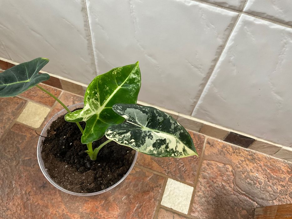 Алоказія Фрайдек