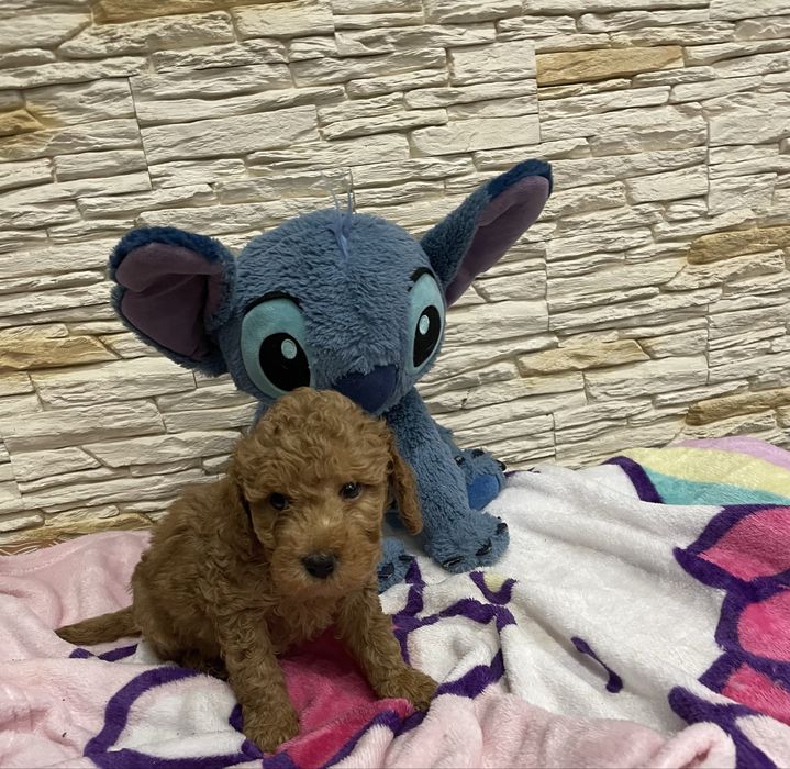 Samiec pudel miniaturowy genetyczne badania