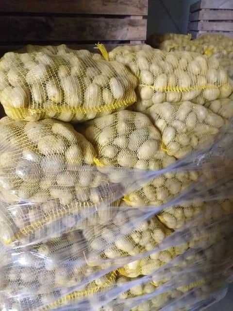 Ziemniaki odmiany Ignacy  z transportem